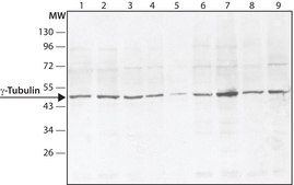 Anti-γ-Tubulin (DQ-19) antibody produced in rabbit IgG fraction of antiserum, buffered aqueous solution