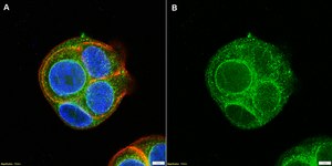 Anti-Notch 3 Antibody, clone 1G17 ZooMAb® Rabbit Monoclonal recombinant, expressed in HEK 293 cells