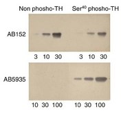 Anti-Tyrosine Hydroxylase Antibody, phosphoSer 40 Chemicon®, from rabbit