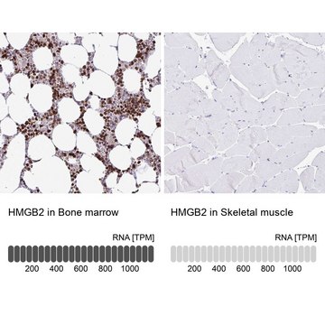 Anti-HMGB2 antibody produced in rabbit Prestige Antibodies® Powered by Atlas Antibodies, affinity isolated antibody, buffered aqueous glycerol solution