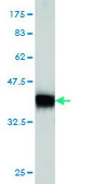 Monoclonal Anti-IMPDH1 antibody produced in mouse clone 3G6, purified immunoglobulin, buffered aqueous solution