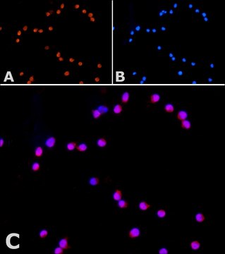 Anti-ORAI1 antibody produced in rabbit ~1.0 mg/mL, affinity isolated antibody, buffered aqueous solution