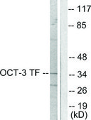 Anti-OCT3 antibody produced in rabbit affinity isolated antibody