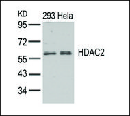 Anti-HDAC2 (Ab-394) antibody produced in rabbit affinity isolated antibody