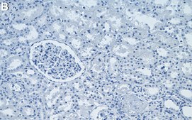 Anti-MTAP Antibody, clone 1H20 ZooMAb® Rabbit Monoclonal recombinant, expressed in HEK 293 cells