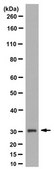 Anti-DARPP-32 Antibody, clone 9B6.1 clone 9B6.1, from mouse
