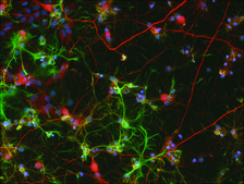 Monoclonal Anti-Glial Fibrillary Acidic Protein (GFAP) antibody produced in mouse clone G-A-5, ascites fluid