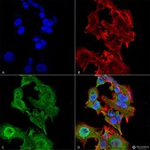 Monoclonal Anti-Lar/Ptprf - Atto 390 antibody produced in mouse clone S165-38, purified immunoglobulin