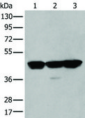 抗-PLAG1 affinity isolated antibody