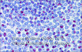 Anti-FOXM1 (ab1) antibody produced in rabbit affinity isolated antibody