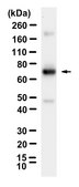 Anti-PKC ζ Antibody, clone 1F20 ZooMAb® Rabbit Monoclonal recombinant, expressed in HEK 293 cells