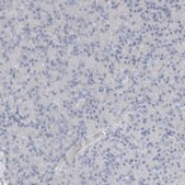 Anti-ARG1 antibody produced in rabbit Prestige Antibodies® Powered by Atlas Antibodies, affinity isolated antibody, buffered aqueous glycerol solution