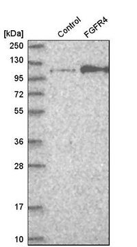 Anti-FGFR4 antibody produced in rabbit Prestige Antibodies® Powered by Atlas Antibodies, affinity isolated antibody, buffered aqueous glycerol solution, ab1