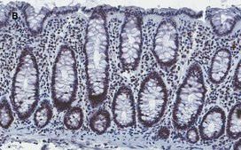 Anti-Histone H4 Antibody, clone 5J18, ZooMAb® Rabbit Monoclonal recombinant, expressed in HEK 293 cells