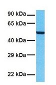Anti-SLC12A1 antibody produced in rabbit affinity isolated antibody