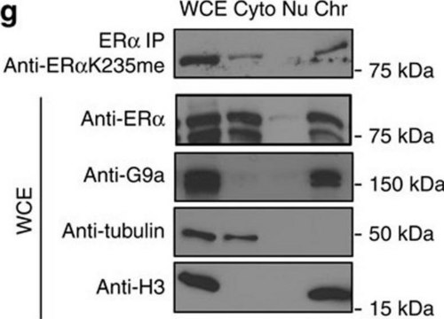 Anti-β-Tubulin antibody, Mouse monoclonal ~2.0 mg/mL, clone AA2, purified from hybridoma cell culture