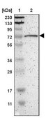Anti-GPSM2 antibody produced in rabbit Prestige Antibodies® Powered by Atlas Antibodies, affinity isolated antibody, buffered aqueous glycerol solution