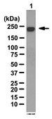 Anti-Neurofilament H (200 kDa) Antibody from rabbit, purified by affinity chromatography