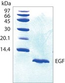 人表皮生长因子，不含动物成分 EGF, recombinant, expressed in Escherichia coli, >97% (SDS-PAGE)