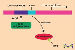Isopropyl β-D-thiogalactopyranoside solution ReadyMade IPTG solution for Blue-white screening
