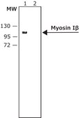 Anti-Myosin Iβ (Nuclear) antibody produced in rabbit affinity isolated antibody, buffered aqueous solution