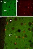抗 毒蕈碱乙酰胆碱受体 (M 1 ) 兔抗 affinity isolated antibody, lyophilized powder
