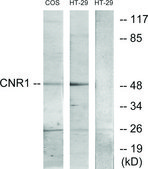 Anti-CNR1 antibody produced in rabbit affinity isolated antibody