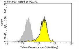 Anti-Bcl2 Antibody, clone 100 clone 100, Upstate®, from mouse