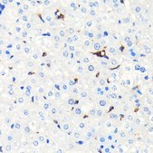 Anti-Heme Oxygenase 1 (HO-1/HMOX1) antibody produced in rabbit