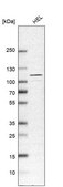 Anti-USP4 antibody produced in rabbit affinity isolated antibody, buffered aqueous glycerol solution