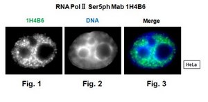 Anti-phospho RNA Pol II (Ser5), clone 1H4B6 Antibody clone 1H4B6, from rat