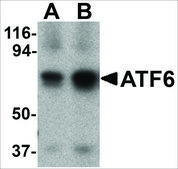 Anti-ATF6 (ab2) antibody produced in rabbit affinity isolated antibody, buffered aqueous solution