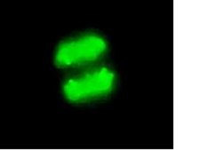 抗磷酸化组蛋白H3（Ser10）抗体，克隆MC463，兔单克隆 culture supernatant, clone MC463, Upstate®
