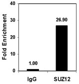 ChIPAb+ SUZ12 - ChIP Validated Antibody and Primer Set from mouse