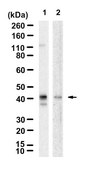 Anti-CDK9 Antibody, clone 1F9 ZooMAb® Rabbit Monoclonal recombinant, expressed in HEK 293 cells