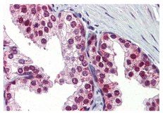 Anti-UBQLN1 antibody produced in rabbit affinity isolated antibody