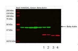 Anti-HMOX1 affinity isolated antibody