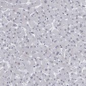 Anti-CETN1 antibody produced in rabbit Prestige Antibodies® Powered by Atlas Antibodies, affinity isolated antibody, buffered aqueous glycerol solution