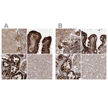 Anti-LRPPRC antibody produced in rabbit Prestige Antibodies® Powered by Atlas Antibodies, affinity isolated antibody, buffered aqueous glycerol solution