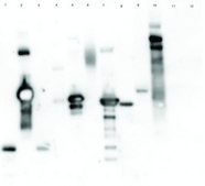 来自 普通小麦 的凝集素（小麦） peroxidase conjugate, lyophilized powder