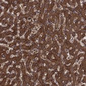 Anti-SHMT1 antibody produced in rabbit Prestige Antibodies® Powered by Atlas Antibodies, affinity isolated antibody, buffered aqueous glycerol solution