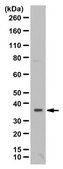 Anti-IL-33 Antibody from rabbit, purified by affinity chromatography