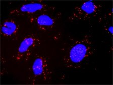 Monoclonal Anti-PIK3CG antibody produced in mouse clone 2G3, purified immunoglobulin, buffered aqueous solution