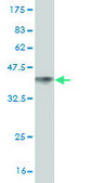 Monoclonal Anti-DVL3 antibody produced in mouse clone 4H2, purified immunoglobulin, buffered aqueous solution