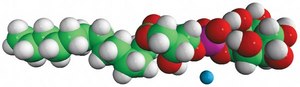 13:0 Lyso PI 1-tridecanoyl-2-hydroxy-sn-glycero-3-phospho-(1′-myo-inositol) (ammonium salt), powder