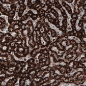 Monoclonal Anti-COX4I1 antibody produced in mouse Prestige Antibodies® Powered by Atlas Antibodies, clone CL3497, purified immunoglobulin, buffered aqueous glycerol solution