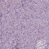Monoclonal Anti-PLA2R1 antibody produced in mouse Prestige Antibodies® Powered by Atlas Antibodies, clone CL0485, purified immunoglobulin, buffered aqueous glycerol solution