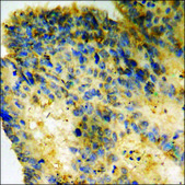 Anti-phospho-VEGFR1 (pTyr1048) antibody produced in rabbit affinity isolated antibody