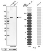 Anti-IFI16 antibody produced in rabbit Prestige Antibodies® Powered by Atlas Antibodies, affinity isolated antibody, buffered aqueous glycerol solution