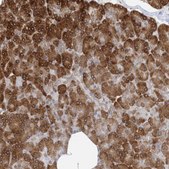 Anti-WWP1 antibody produced in rabbit Prestige Antibodies® Powered by Atlas Antibodies, affinity isolated antibody, buffered aqueous glycerol solution